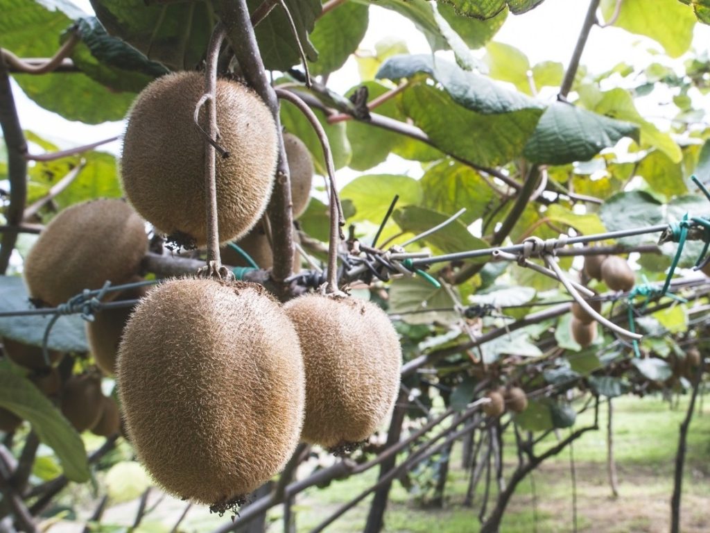 Polpa di frutta MELA ANNURCA - NATURA NUOVA SPA CONSORTILE - MyBusinessCibus